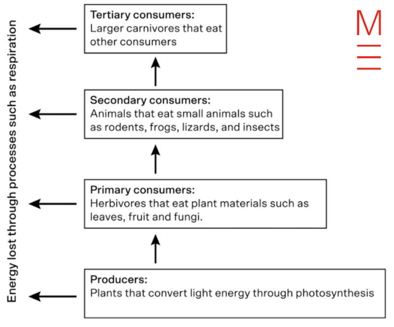 matrix education y9 biology energy flow diagram
